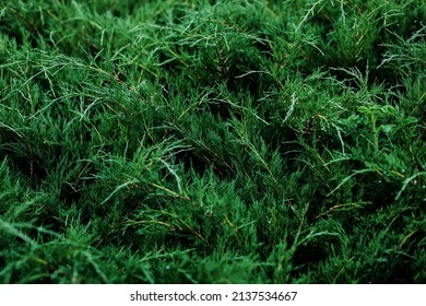 Tuya green background, coniferous tree. green leaves of tuya
