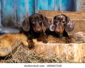 tvo Dogs dachshunds puppy , dog portrait