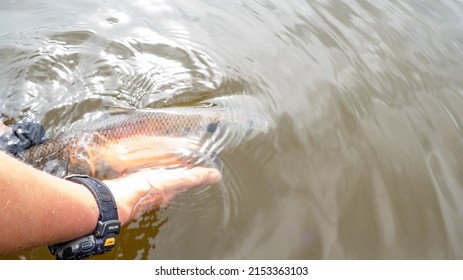 twaite shad on the river severn being released