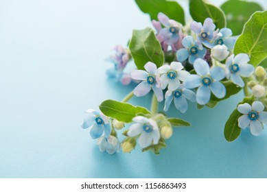 Tweedia, Small Blue Flowers