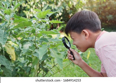 Tween Asian boy looking at leaves through a magnifying glass, montessori homeschool education, Plant pathology