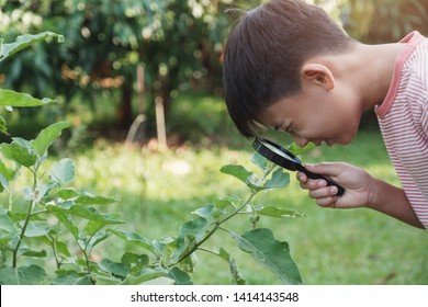 Tween Preteen Asian Boy Looking At Leaves Through A Magnifying Glass, Montessori Natural Learning Homeschool Education, Plant Pathology