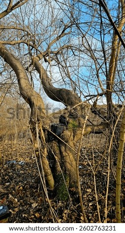 tweeted tree trunk without leaf with blue sky in the background 