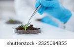 Tweezer, hands and scientist with plant for botany research, experiment and sample. Science, medical professional and doctor with petri dish for food, study and agriculture for natural growth in lab
