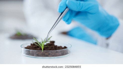 Tweezer, hands and scientist with plant for botany research, experiment and sample. Science, medical professional and doctor with petri dish for food, study and agriculture for natural growth in lab