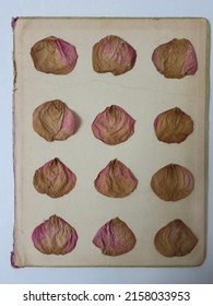 twelve dried rose petals on the inside of an old book cover