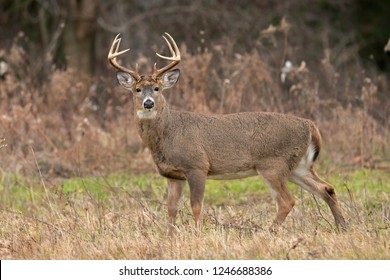 Twelve point whitetail deer in a field looking straight ahead.