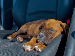 Twelve Week Old Boxer Puppy Lying Asleep In Front Passenger Seat Of Car