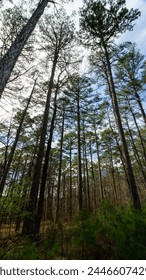 Twenty plus pine trees growing in forest