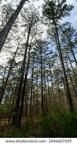Twenty plus pine trees growing in forest