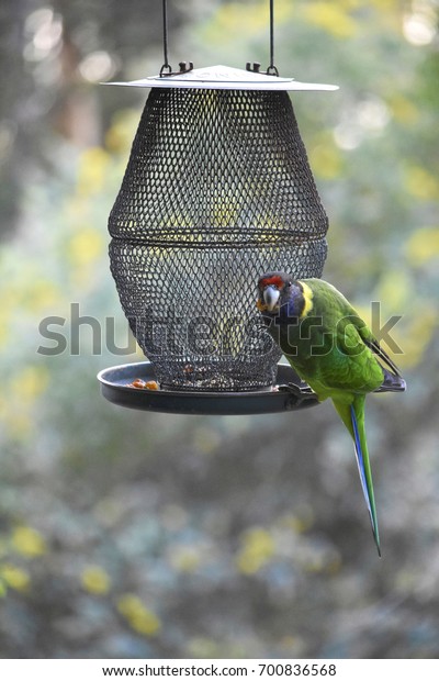 Twentyeight Parrot Australian Ringneck Parrot Eating Stock Image