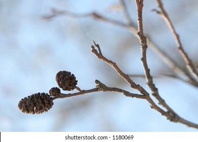 A twig of alder
