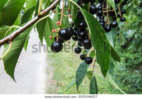A twig\
with black, ripe American bird cherry\
berries