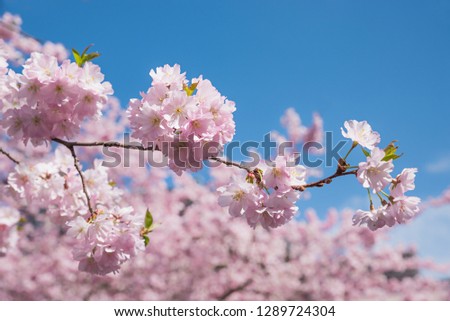twig of a blooming cherry tree and soft cherrybloom background. selective focus. blue sky with copy space