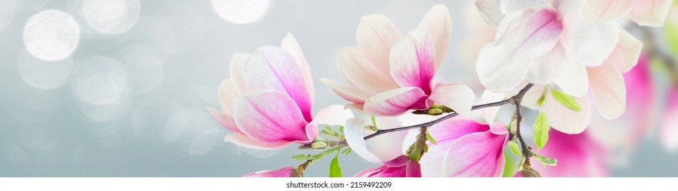 twig with blooming pink magnolia flowers close up over blue background with copy space - Powered by Shutterstock