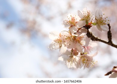 和 春 の画像 写真素材 ベクター画像 Shutterstock