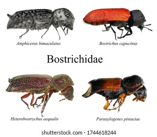Twig Borer, Amphicerus Bimaculatus, Oriental Wood Borer, Heterobostrychus Aequalis, Powderpost Beetles - Paraxylogenes Pistaciae, Bostrichus Capucinus (Coleoptera: Bostrichidae). Isolated On A White 