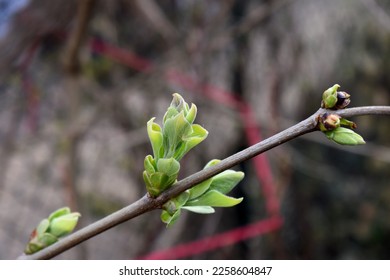 Twig with cluster of small leaves with light violet edges of purple common lilac (Syringa vulgaris) which begin to unfold in background of leaves, buds and burgeons in private garden in early spring - Shutterstock ID 2258604847