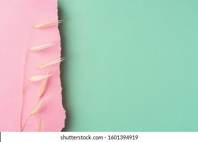 Twig of dry oats on duotone pink chartreuse green paper background with textured torn frazzle edge. Botanical backdrop for Easter natural organic cosmetics