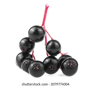 Twig with elderberries isolated on a white background, front view. Cluster elderberry. Sambucus.