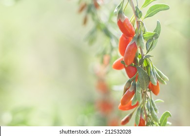 Twig Filled With Fresh Goji Berries