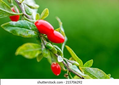 Twig Filled With Fresh Goji Berries