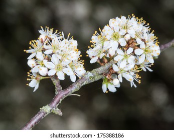 Twig of flowering blackthorn, Prunus spinosa, in spring
