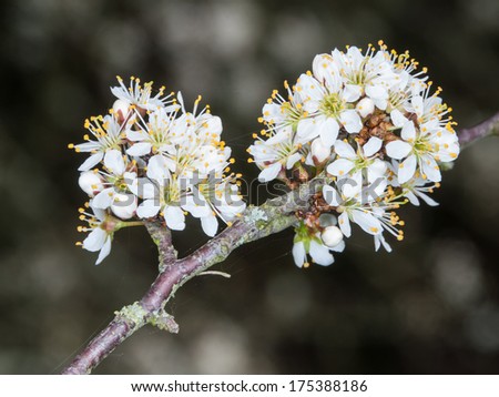 Similar – Image, Stock Photo Spring: a sloe hedge full of flowers.