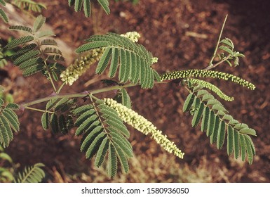 Acacia Catechu Images Stock Photos Vectors Shutterstock