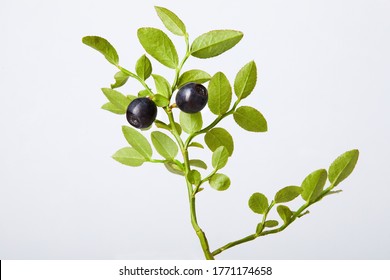 Twig of fresh blueberries on a white background