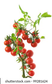 twig of fresh cherry tomato isolated on white background