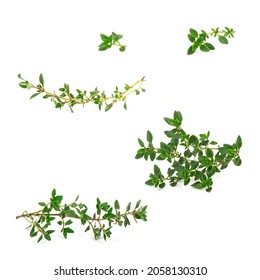 Twig of garden thyme for decorating food and plate. Fresh savory condiment on twig isolated on white background