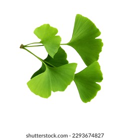 Twig with ginkgo biloba leaves isolated on a transparent background. Green, fresh leaves of Maidenhair. 
