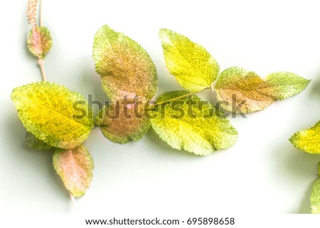 Twig gold leaves isolated on white background.