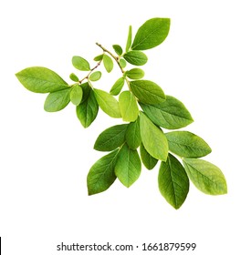 Twig with green leaves of blueberry isolated on white