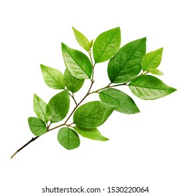 Twig With Green Leaves Isolated On White