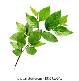 Twig with green leaves isolated on white - Shutterstock ID 1531916141