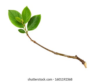 Twig with green leaves isolated on white - Shutterstock ID 1601192368