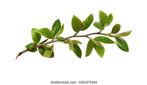 Twig with green leaves isolated on white - Shutterstock ID 1631479204