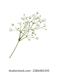 Twig of gypsophila flowers isolated on white