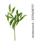 Twig of italian ruscus (DANAE RACEMOSA) with green leaves isolated on white