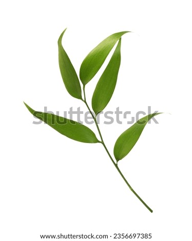 Twig of italian ruscus (DANAE RACEMOSA) with green leaves isolated on white