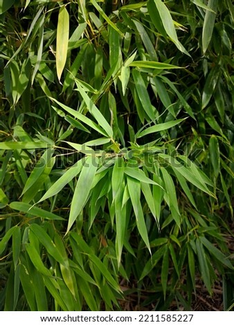 Twig with long green leaves on yellow stems of young plant of golden bamboo (Phyllostachys aurea, monk's belly bamboo, fishpole or fairyland bamboo) in background of lush foliage of bamboo plants