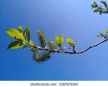 Twig of long-beaked willow (Salix bebbiana, Bebb's willow or diamond willow) with grey catkins and fresh green leaves in sunlight in background of bright blue sky. Image of flowering tree in spring - Shutterstock ID 2187676363