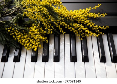 A Twig Of Mimosa On The Piano. Spring Music. Black And White Keys