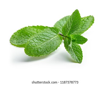 twig of mint leaves isolated on white background