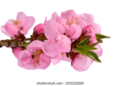 Twig with peach flowers in spring isolated on a white background, close up