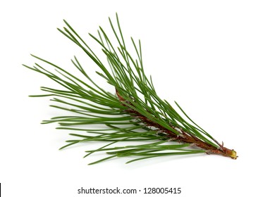 twig of pine tree isolated on white background
