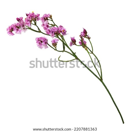Twig of pink limonium flowers isolated on white