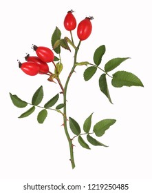 Twig with Red Rose hips, isolated